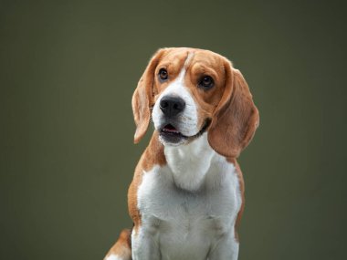 Yeşil arka planda bir portre. Komik Beagle. 