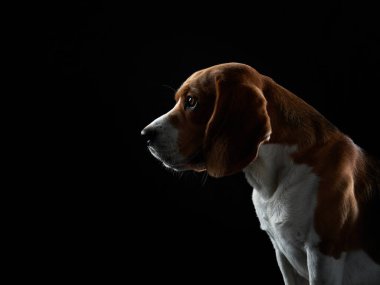 Karanlık arka planda bir portre. Komik Beagle. 