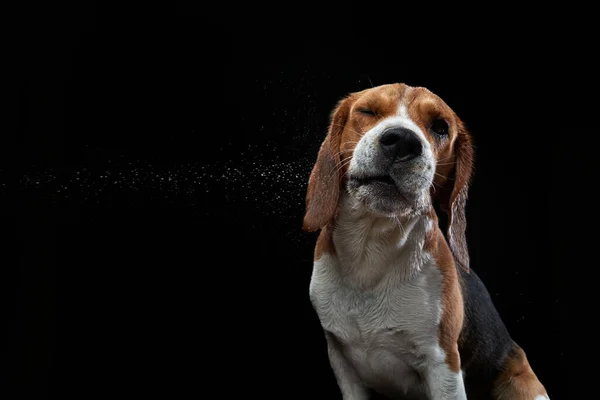 Portret op een donkere achtergrond. Grappige Beagle — Stockfoto