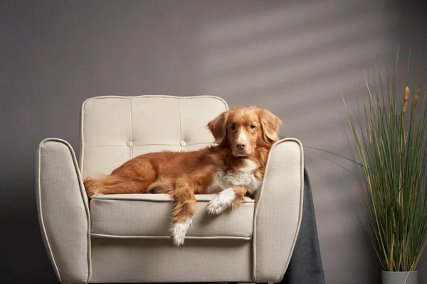 Cane su una sedia. nova Scotia anatra tolling retriever in studio. — Foto Stock