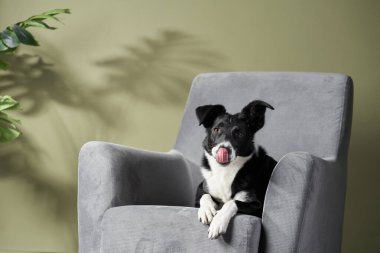  Köpek sandalyede. Kenarlık çoban köpeği 