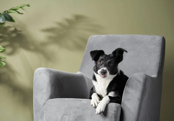 Cane sulla sedia. Collie di frontiera — Foto Stock