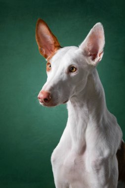 Stüdyoda siyah arka planda bir köpek. Zayıf İspanyol tazısı, podenko ibitsenko