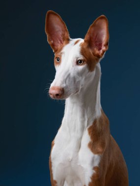 Stüdyoda siyah arka planda bir köpek. Zayıf İspanyol tazısı, podenko ibitsenko