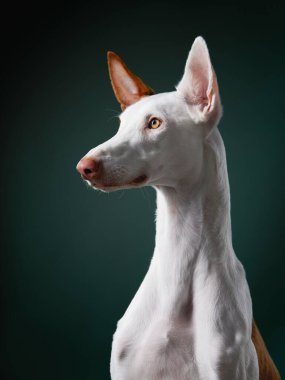 Stüdyoda siyah arka planda bir köpek. Zayıf İspanyol tazısı, podenko ibitsenko