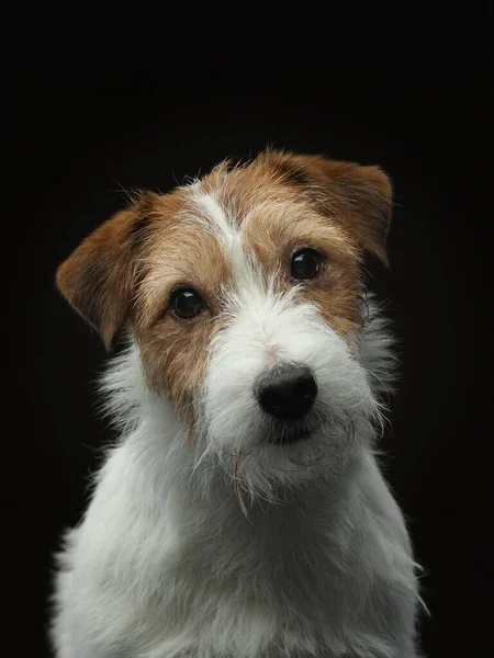 Le chien attrape la balle. L'actif Jack Russell Terrier saute. Animaux sur fond noir — Photo