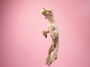 Komik aktif köpek atlayışı. Pembe arka planda mutlu kaniş