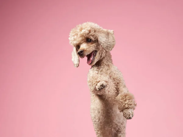 Vicces aktív kutyaugrás. boldog uszkár rózsaszín háttér — Stock Fotó