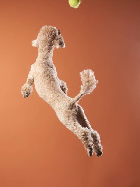 Komik aktif köpek atlayışı. Kırmızı arka planda mutlu bir kaniş