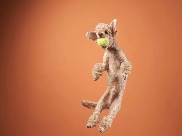 Funny active dog jumping. happy poodle on a red background