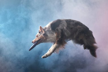 Diskle Sınır Çobanı 'na atlamak. Stüdyoda köpeğin hareketi. Aktif bir evcil hayvan ile spor,