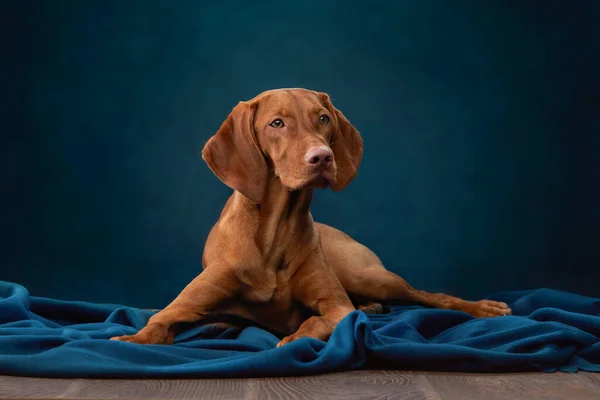 Un cane su uno sfondo di tela con texture in uno studio fotografico. — Foto Stock