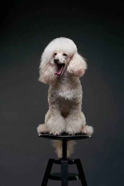 Egy fehér kis pudli portréja. kutya fekete háttér — Stock Fotó