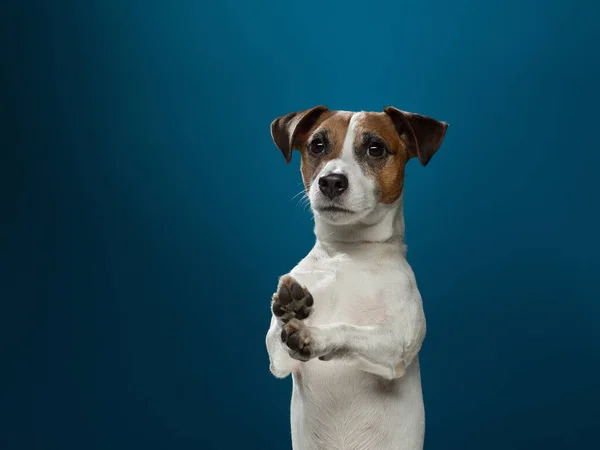 Een bruin-witte hond die naar de camera kijkt — Stockfoto