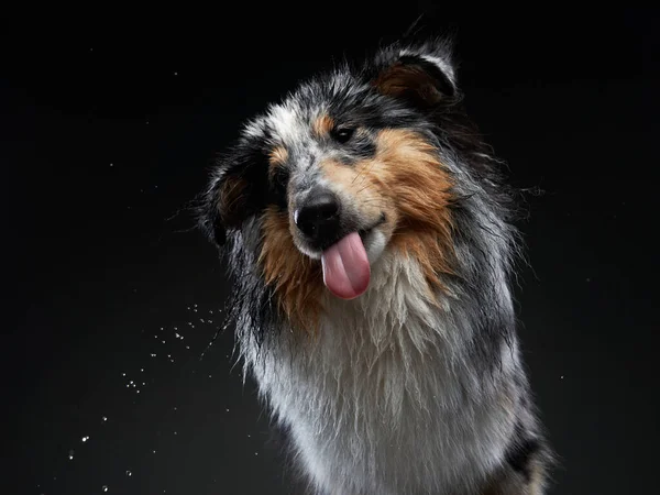 개는 몸을 떨고, 물보라를 뿌리고, 날개를 친다. 애완 동물. 재미있는 셸 티 — 스톡 사진