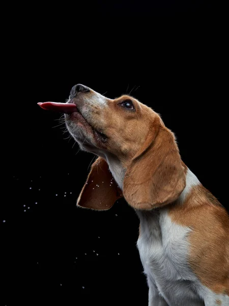 El perro sacó su lengua. Beagle sobre fondo negro —  Fotos de Stock