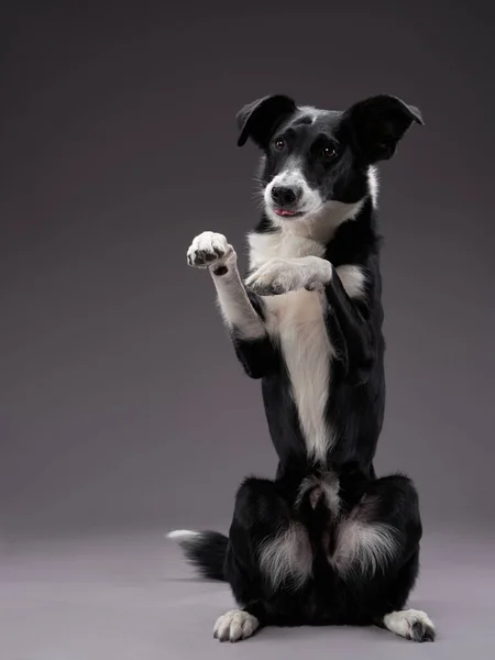 Cão engraçado. Happy Border Collie curva focinho — Fotografia de Stock