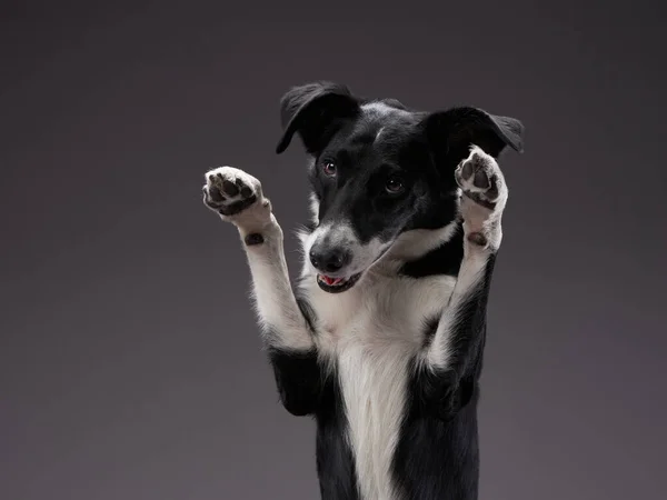Смішний собака. Щаслива дула кривої кордону Коллі — стокове фото