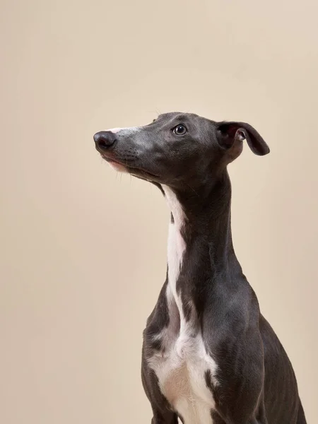 Portrét psa. pohledný whippet ve fotostudiu — Stock fotografie