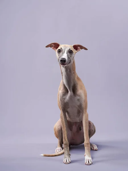 Retrato de un perro. guapo whippet en un estudio de fotografía — Foto de Stock