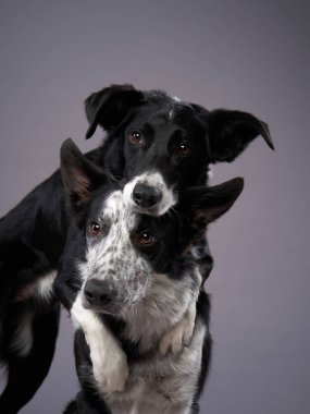 Komik köpek. Mutlu Sınır Collie eğrisi ağızlık