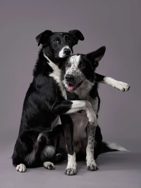 웃기는 개 네. 행복 한 국경 콜리 곡선 주둥이 — 스톡 사진