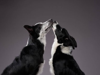 Komik köpek. Mutlu Sınır Collie eğrisi ağızlık