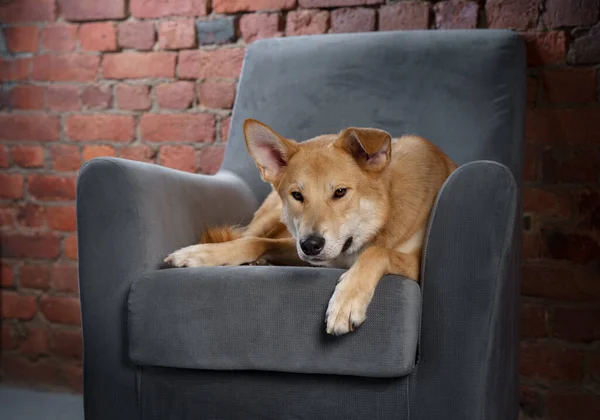 Dog on a chair. — Stock Photo, Image