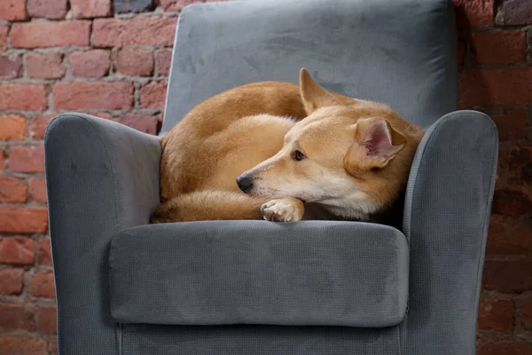 Pes na židli. — Stock fotografie