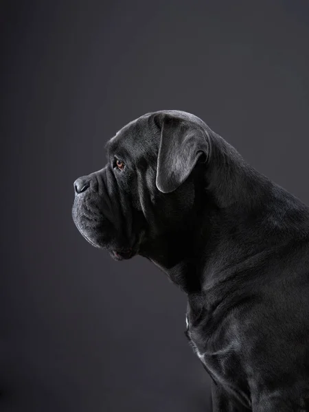 Fekete hátterű kutya. Kék Intalian Cane Corso — Stock Fotó