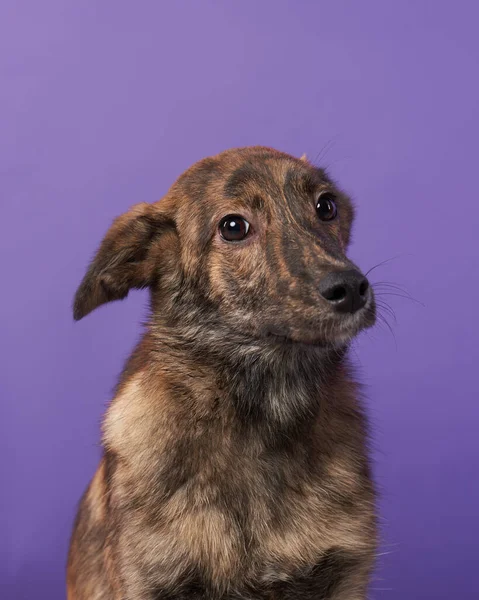 Mistura de cão em um fundo brilhante. Feliz animal de estimação no estúdio — Fotografia de Stock