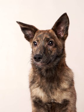 Parlak bir arka planda köpek karışımı. Stüdyoda mutlu bir hayvan