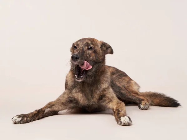 Mistura de cão em um fundo brilhante. Feliz animal de estimação no estúdio — Fotografia de Stock