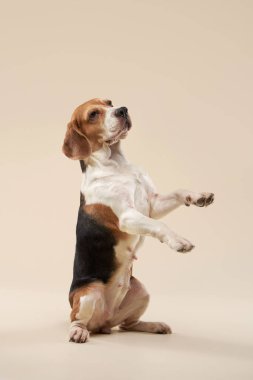 Parlak bir arka planda av köpeği. Stüdyoda mutlu bir hayvan