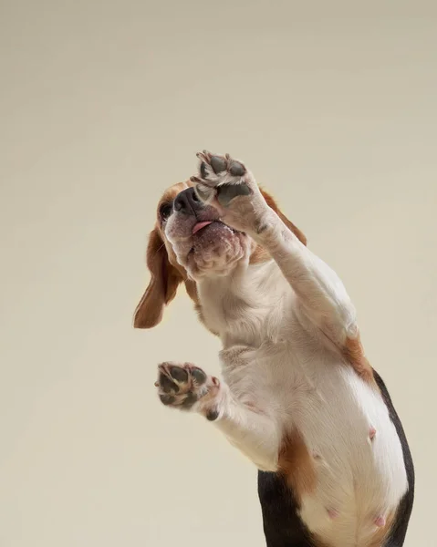 Chien beagle sur un fond lumineux. Joyeux animal de compagnie en studio — Photo