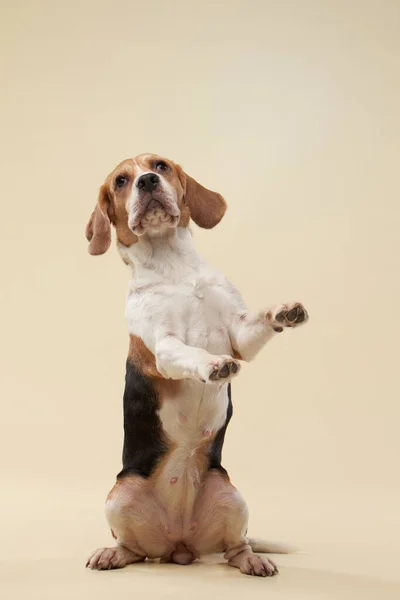 Cão beagle em um fundo brilhante. Feliz animal de estimação no estúdio — Fotografia de Stock