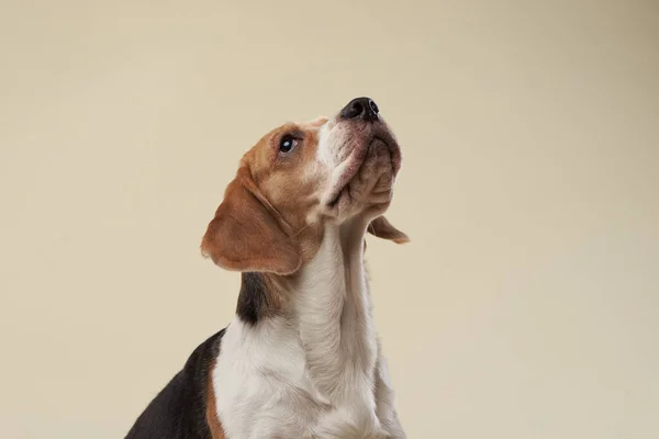 beagle dog on a bright background. Happy pet in the studio