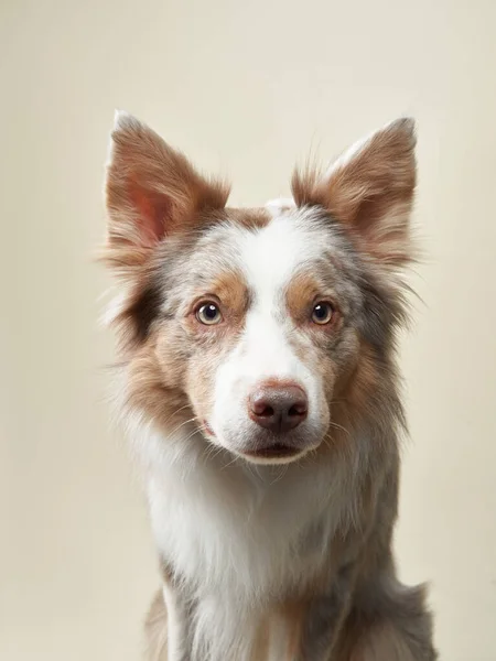 背景明亮的边境牧羊犬.工作室里快乐的宠物 — 图库照片