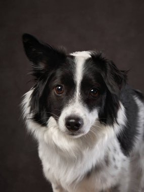 Kahverengi bir tuvalde köpek portresi. Türlerin karışımı. Stüdyoda evcil hayvan, arka planda sanatsal fotoğraf.