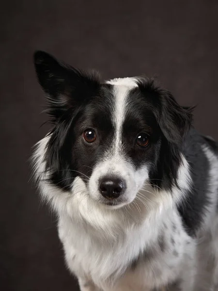 Egy barna vásznon lévő kutya portréja. Fajták keveréke. Kisállat a stúdióban, művészi fotó a háttérben — Stock Fotó