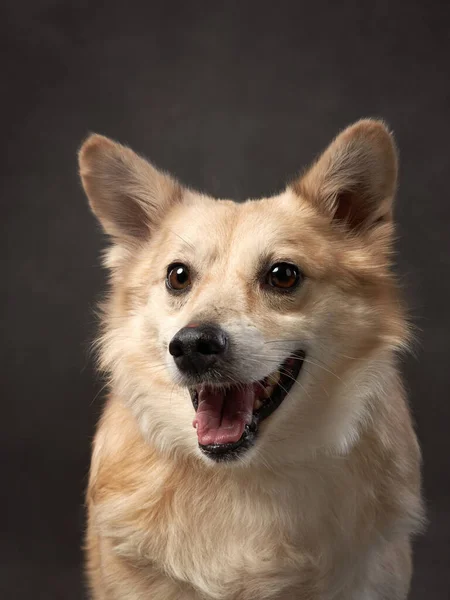 Retrato de perro sobre un lienzo marrón. Mezcla de razas. Mascota en el estudio, foto artística en el fondo —  Fotos de Stock