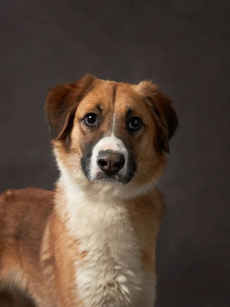 Kahverengi bir tuvalde köpek portresi. Türlerin karışımı. Stüdyoda evcil hayvan, arka planda sanatsal fotoğraf. — Stok fotoğraf