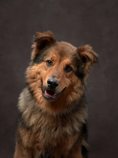 Retrato de perro sobre un lienzo marrón. Mezcla de razas. Mascota en el estudio, foto artística en el fondo —  Fotos de Stock