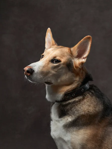 portrait of dog on a brown canvas. Mix of breeds. Pet in the studio, artistic photo on the background