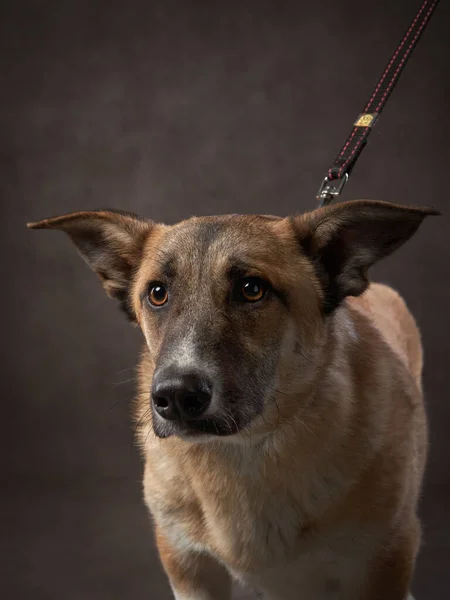 Retrato de perro sobre un lienzo marrón. Mezcla de razas. Mascota en el estudio, foto artística en el fondo — Foto de Stock