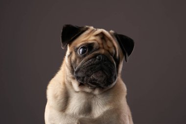 Engelli bir köpeğin portresi. Stüdyoda özel Pug