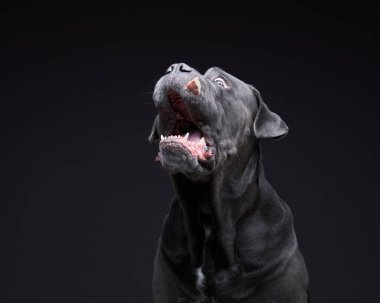 Siyah arka planda bir köpek. Mavi İtalyan Cane Corso