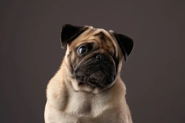 Portrait d'un chien handicapé. Pug spécial en studio — Photo