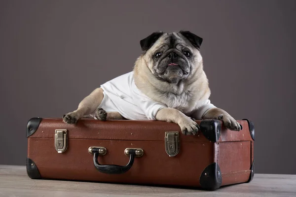 Portrait of a disabled dog. special Pug in studio — Stock Photo, Image