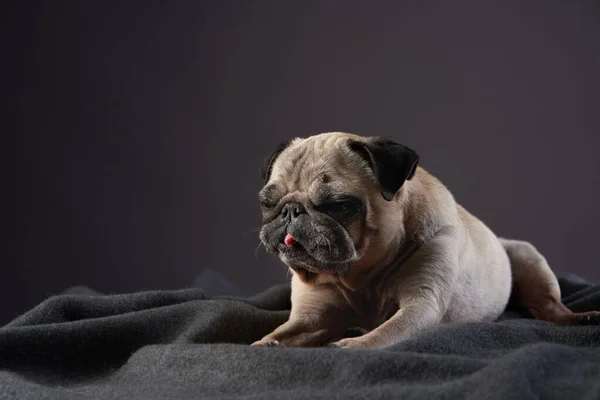 Egy mozgássérült kutya portréja. különleges Pug a stúdióban — Stock Fotó
